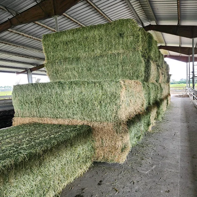 2024 New Stock Alfafa Hay Animal Feeding Stuff Alfalfa, hay/alfalfa hay pellets Timothy in Bales Best Super Top Quality