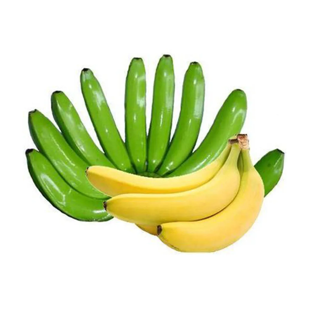 BANANAS from ECUADOR Yellow Green PREMIUM Tropical BANANA Style Cavendish Color Weight Origin Type Certificate Quality Variety