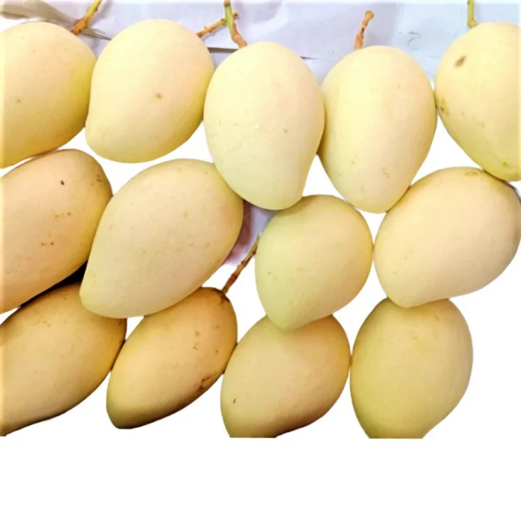 Vietnamese Cat Chu Mango Good For Healthy Fresh Export Purchase Carton Packaging Vietnam Trading