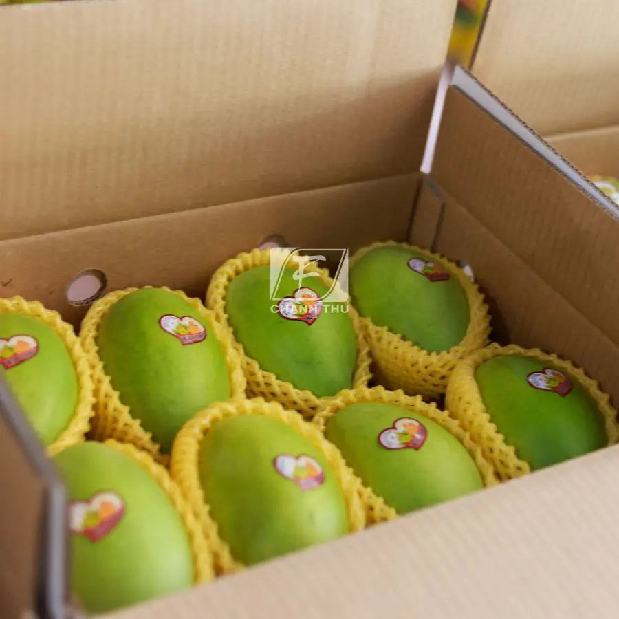 Mango Green Color Mango Common Cultivation Type Sweet Taste Mango Export From Vietnam