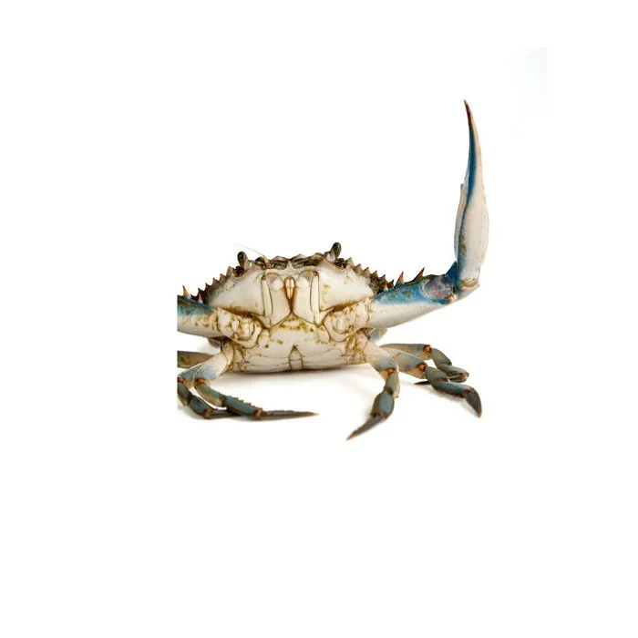 Premium grade certified cooked-frozen blue king crab clusters 3L size frozen seafood products for sale