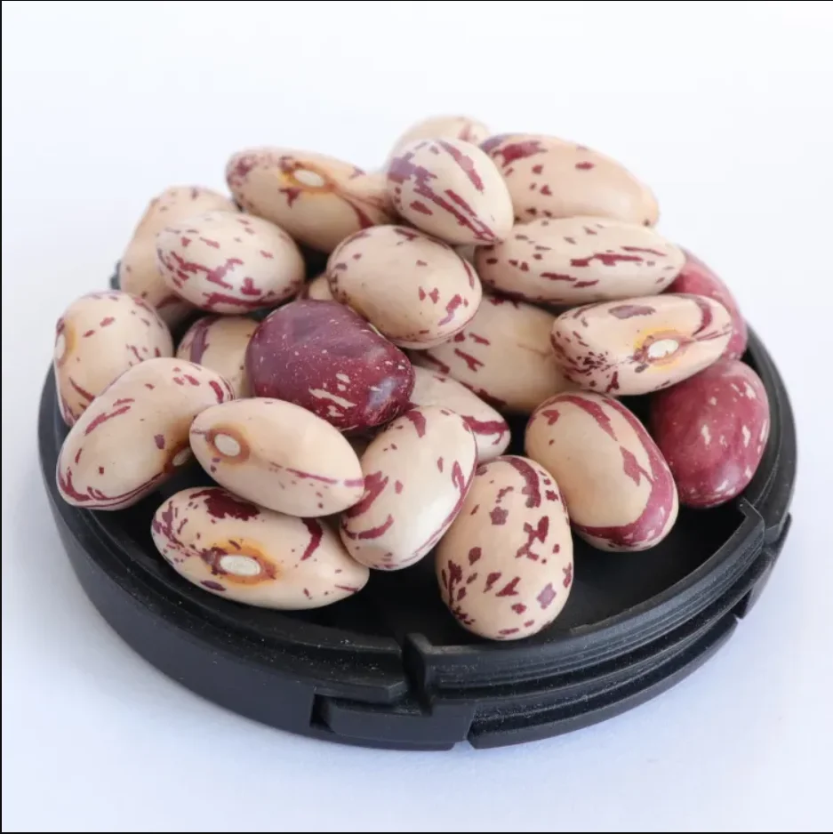 Organic kidney beans Pinto Beans