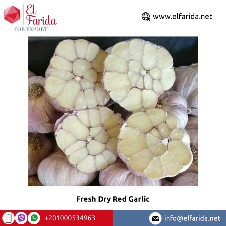 Competitive Price Egypt Origin Exporter of Wholesale Supply 2023 New Crop Dry Red Garlic/ White Garlic for Sale