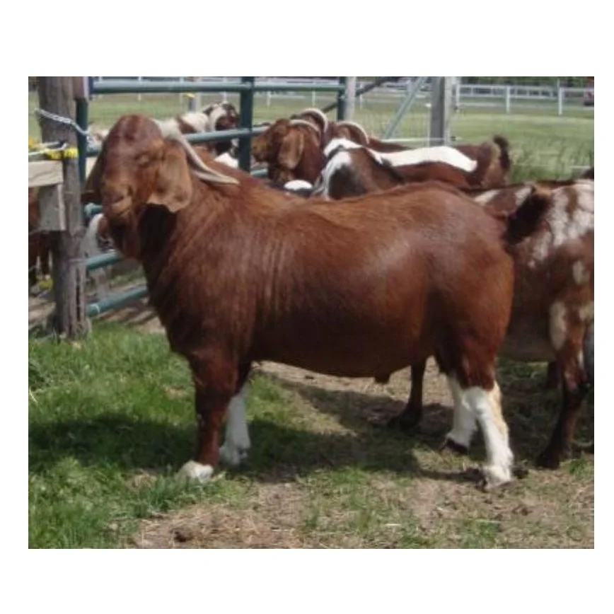 High Quality Cheap Wholesale Price Alive Boer Goats For sale