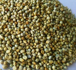 Premium quality green millet machine clean export quality maximum moisture 14% uses for best food of digestion