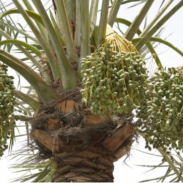 Medjool Dates Organic1 kg Order Arecaceae Dates Healthy Growth Of MOQ 500 Piece Garden Variety Date Palm Seedlings