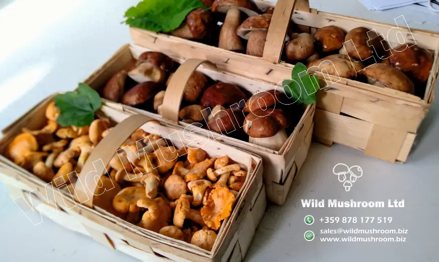 advert - fresh mushrooms