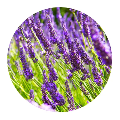 Lavandin Oil Grosso Manufacturer Exporter of Lavandin Oil Grosso Small Quantity of Lavandin Oil Grosso