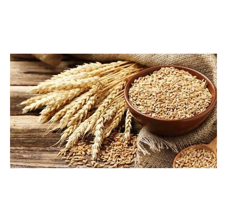 Best Factory Price of Natural Organic Whole Wheat Grains Available In Large Quantity
