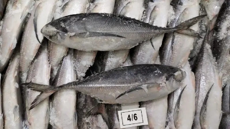 Frozen Fresh Mackerel Pacific Mackerel Fish