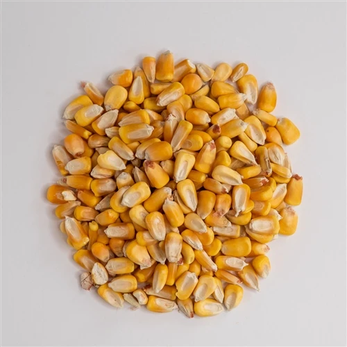Direct Farm Price Dried Yellow Corn For Animal Feed / Wholesale yellow corn For Human And Animal Consumption