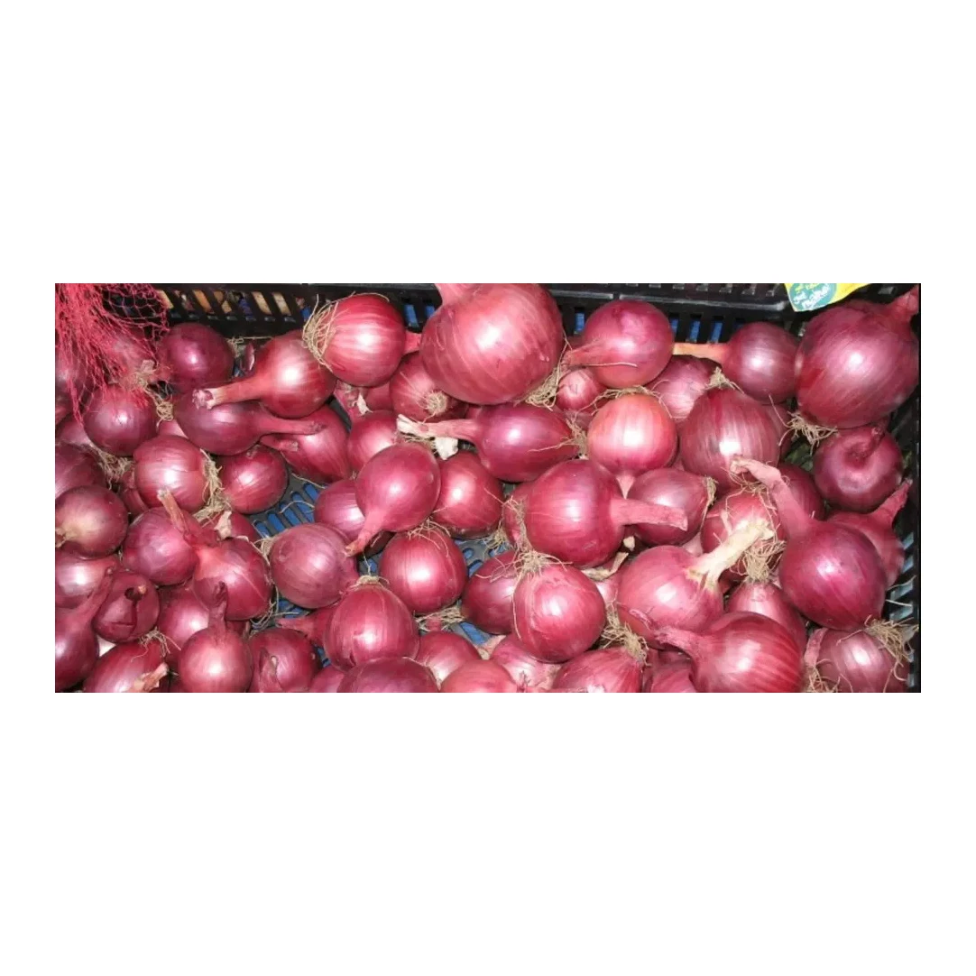 FRESH ONION PREMIUM QUALITY ALL SIZES FOR YOU NEED