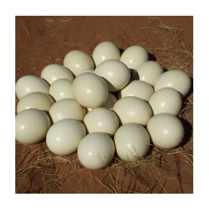 Ostrich Eggs for Sale / Fertile Ostrich Eggs and Ostrich Chicks (11000006498884)