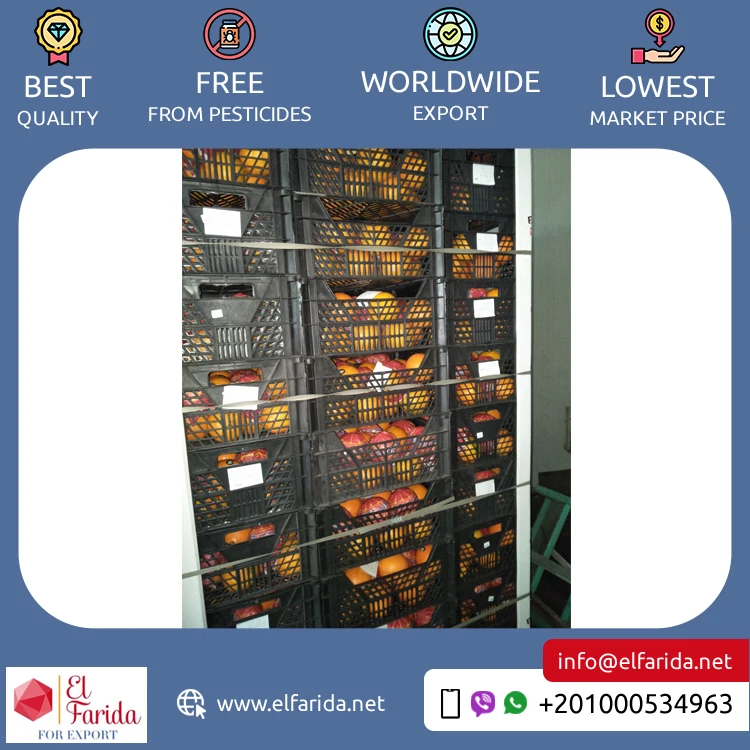 Good Quality Top Selling Pure and Natural Healthy & Nutritious Fresh Citrus Fruit Valencia Oranges from Egypt Origin Exporter