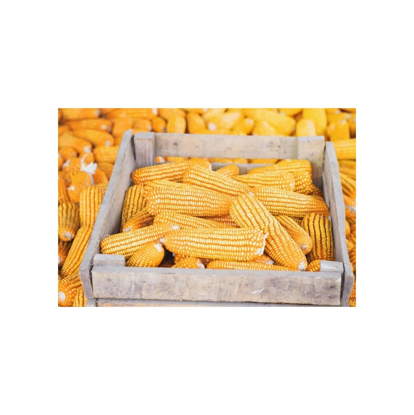 Fresh Organic Yellow Corn Maize Top Quality Raw Sweet Corn Seed Bulk in 50 kg Packaging bags