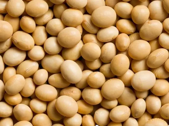 Non-GMO High Grade Natural Bulk Dried Red Kidney Beans