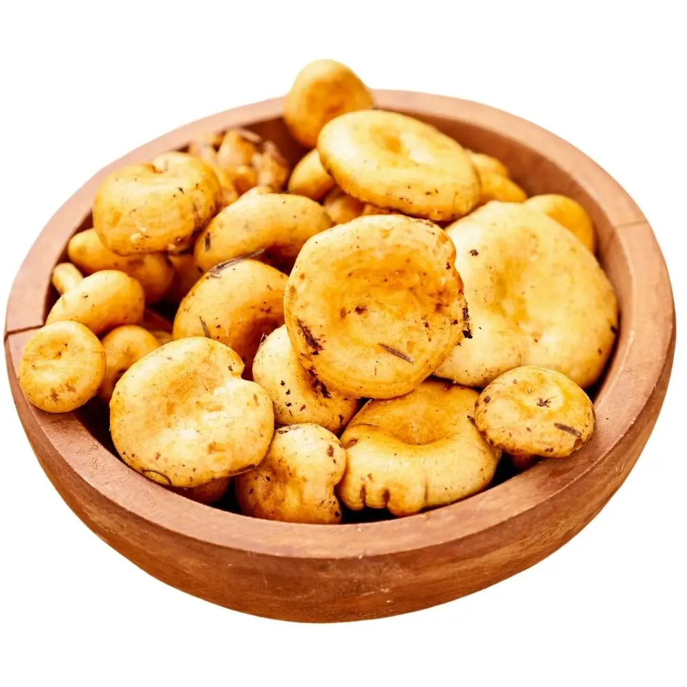 Mare Nostrum Delicious Lactarius Mushrooms - The Savory, Umami-Rich Mushroom Perfect for Any Meal Mediterranean Wild mushroom