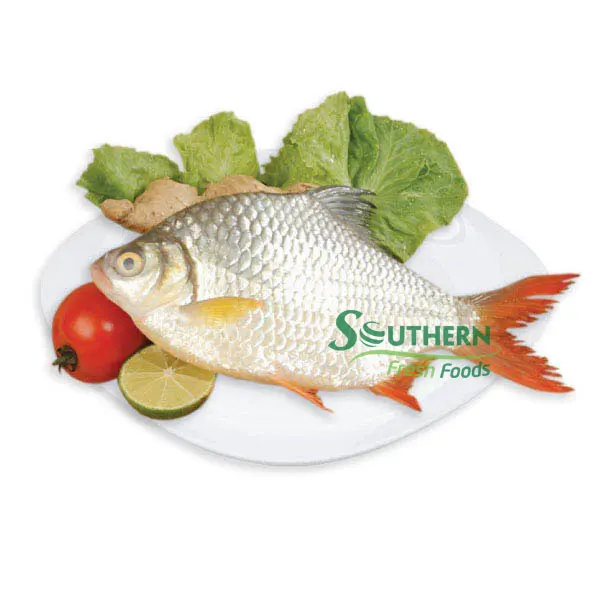 WR Farm Raised SFF Origin shape whole part competitive supplier kinds of frozen fish Frozen Tinfoil Barb Redtail from Vietnam