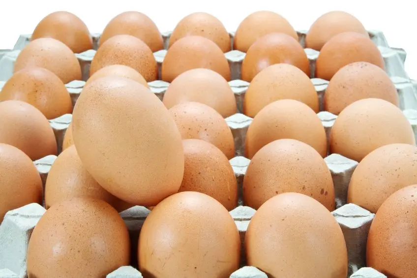 Best Quality Fresh Brown Table Chicken Eggs At Cheap Price