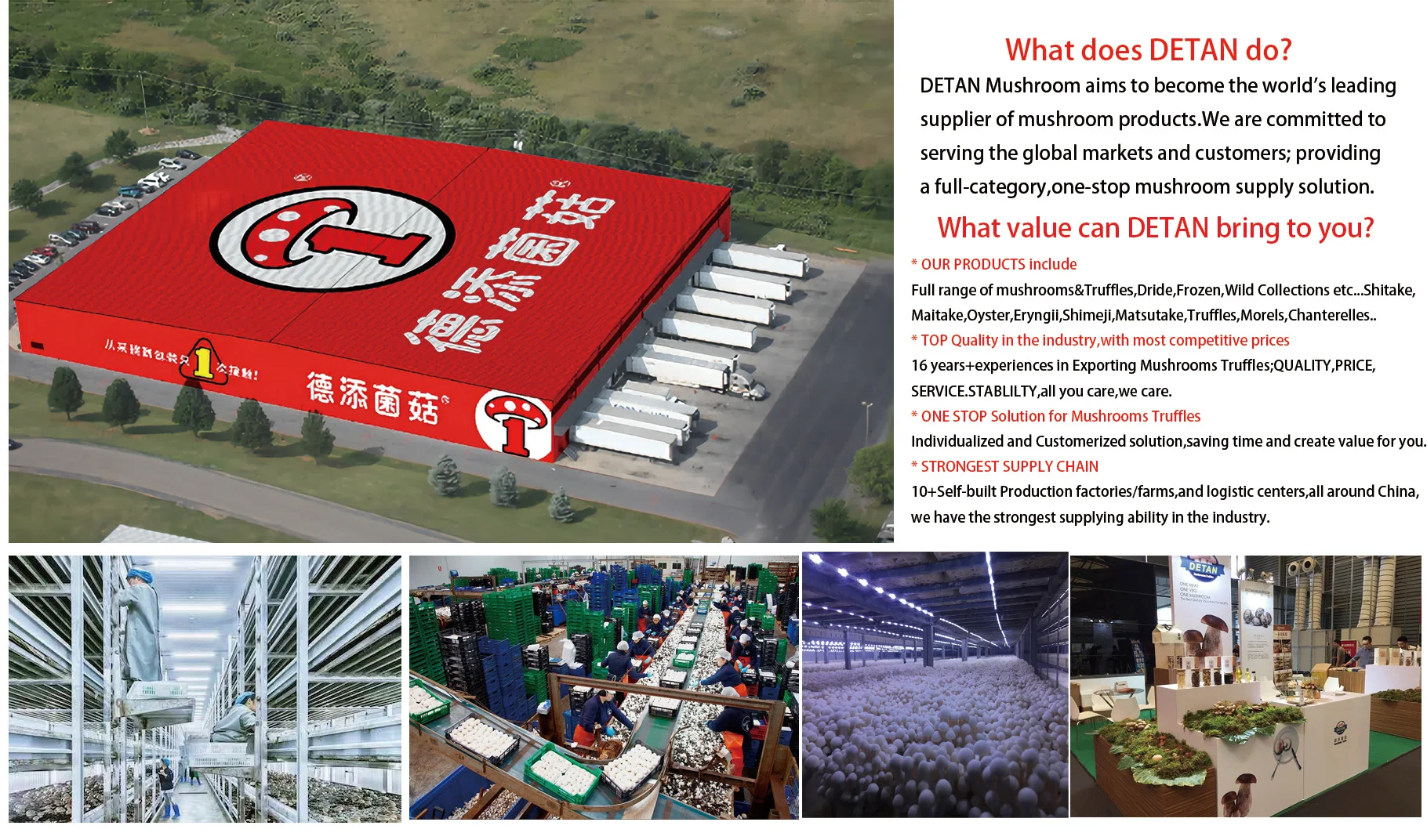 Detan Freshly picked Wild matsutake mushrooms  tricholoma matsutake