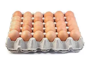 Ostrich Fertilized Eggs For Sale