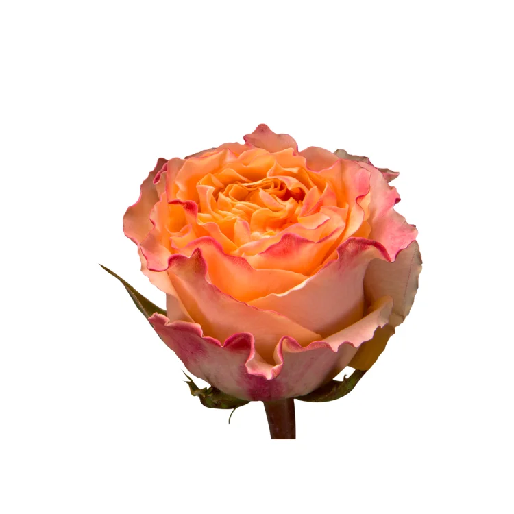 Оптовая продажа от производителя, продажа высококачественных натуральных свежих роз с длинным стержнем Carpe Diem для свадебного украшения