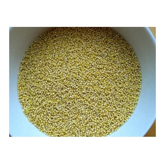 Wholesale Best Price Supplier Organic Millet Grains Fast Shipping