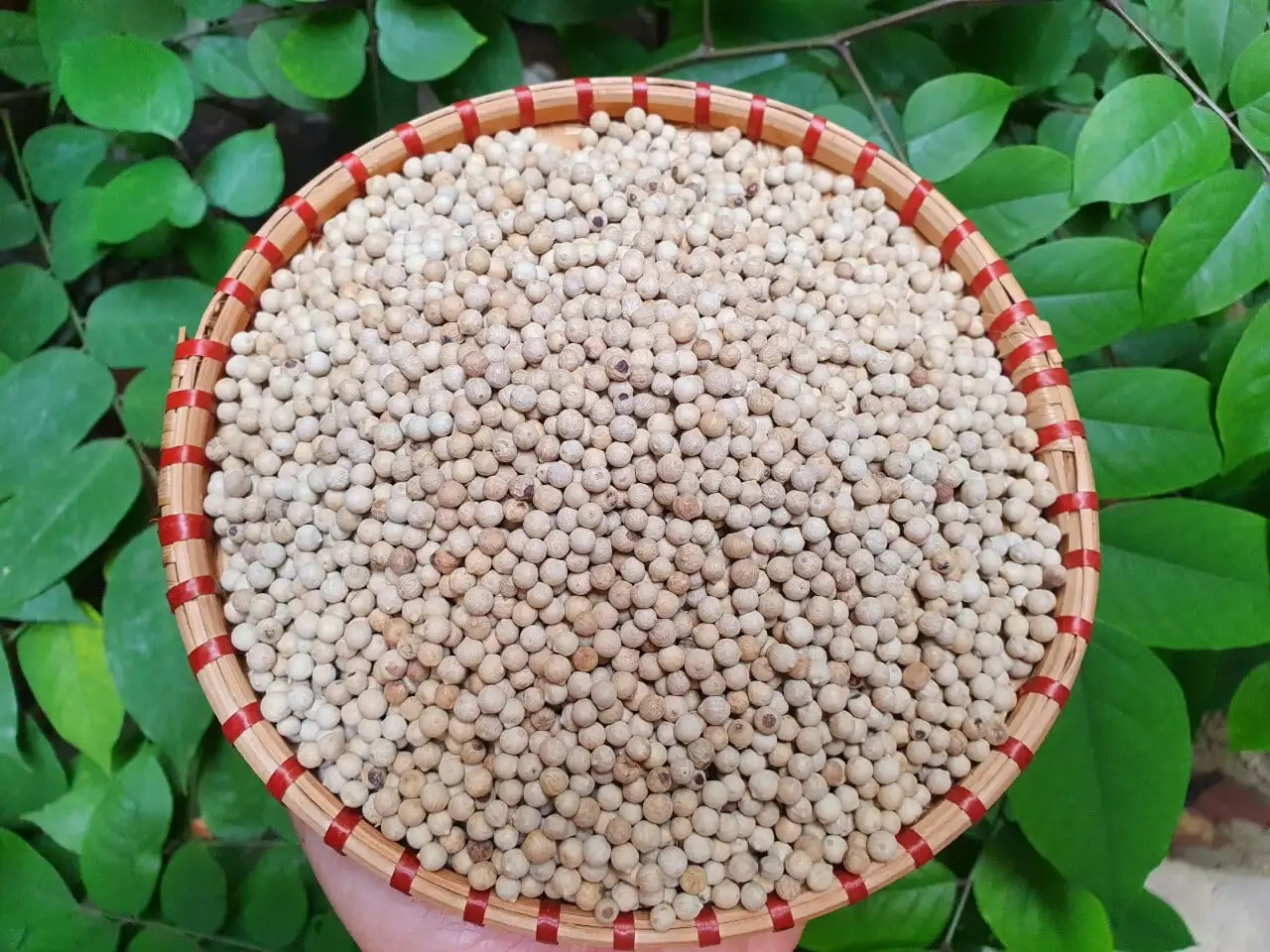 2024 New Crop Black Pepper 500 GL FAQ Best Price Dried Herb in Powder Form Raw Chili Spice from Vietnam with AD Drying Process