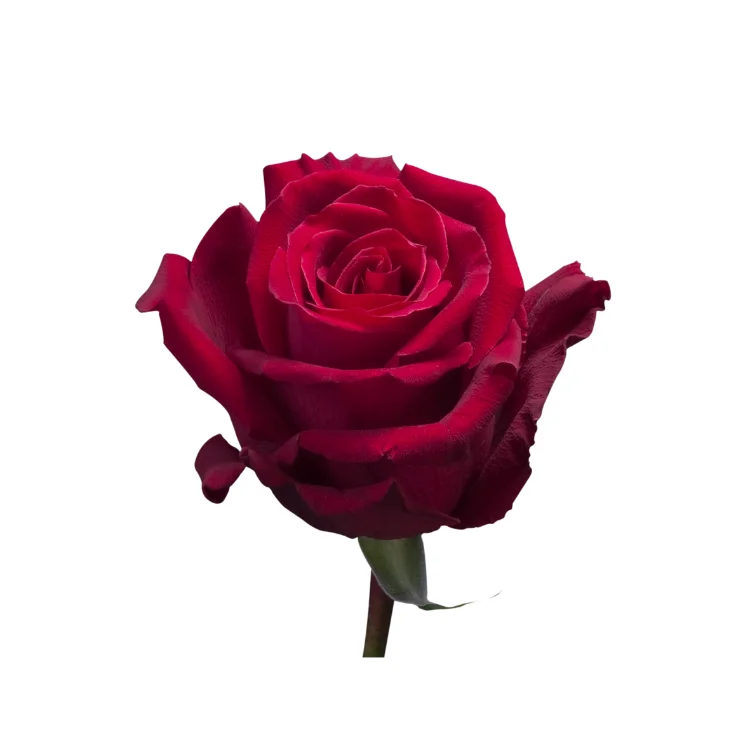 Прямой поставщик Ecuador Rose Forever молодых натуральных свежих цветов с длинным стеблем срезанных роз для свадьбы