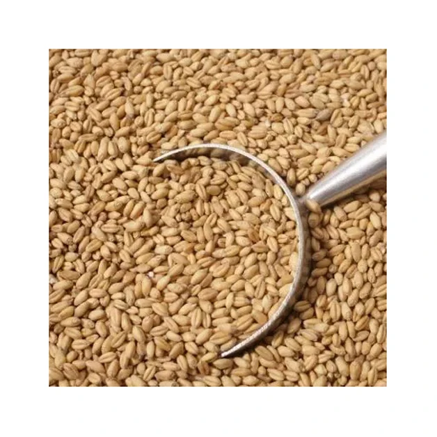 Wheat Grain in bulk / hight quality wheat, whole nutrition grain for export High Quality Wheat / Wheat Grain for Sale