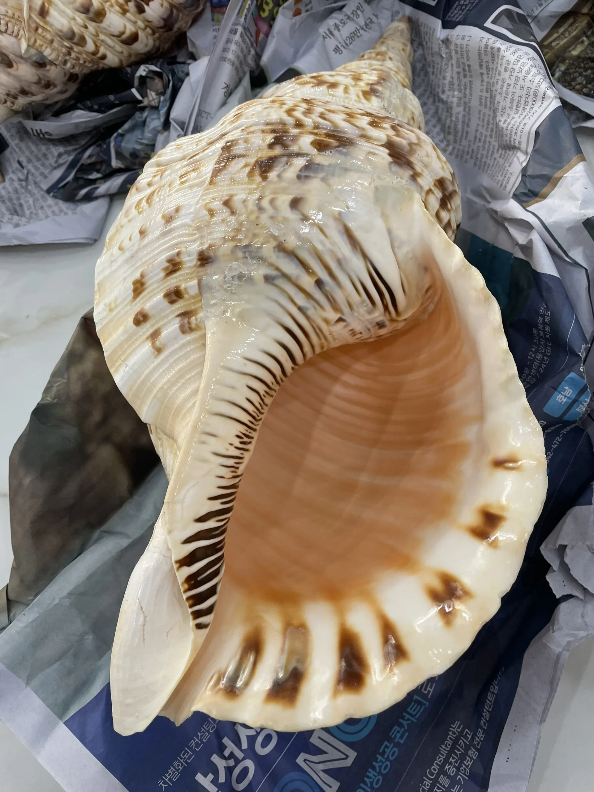 Snail Shells for Decoration Large Size Trumpet Seashells Triton Seashell Conch Natural Sea Shell Originated From Vietnam