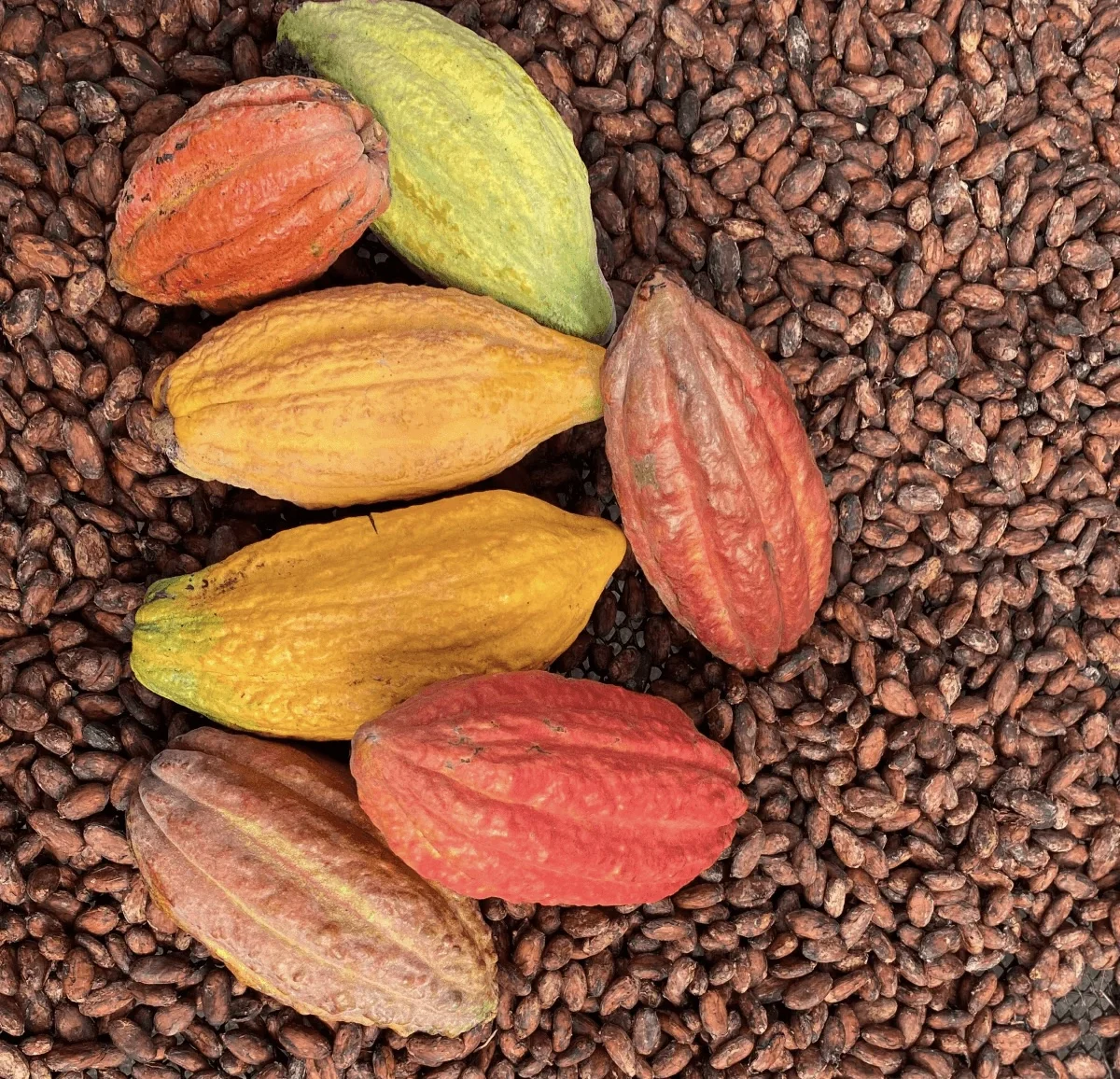 Best Selling 100% Organic Cocoa Beans Online,Raw Sun Dried Criollo Green Cocao Beans for High Quality Chocolate Export Wholesale