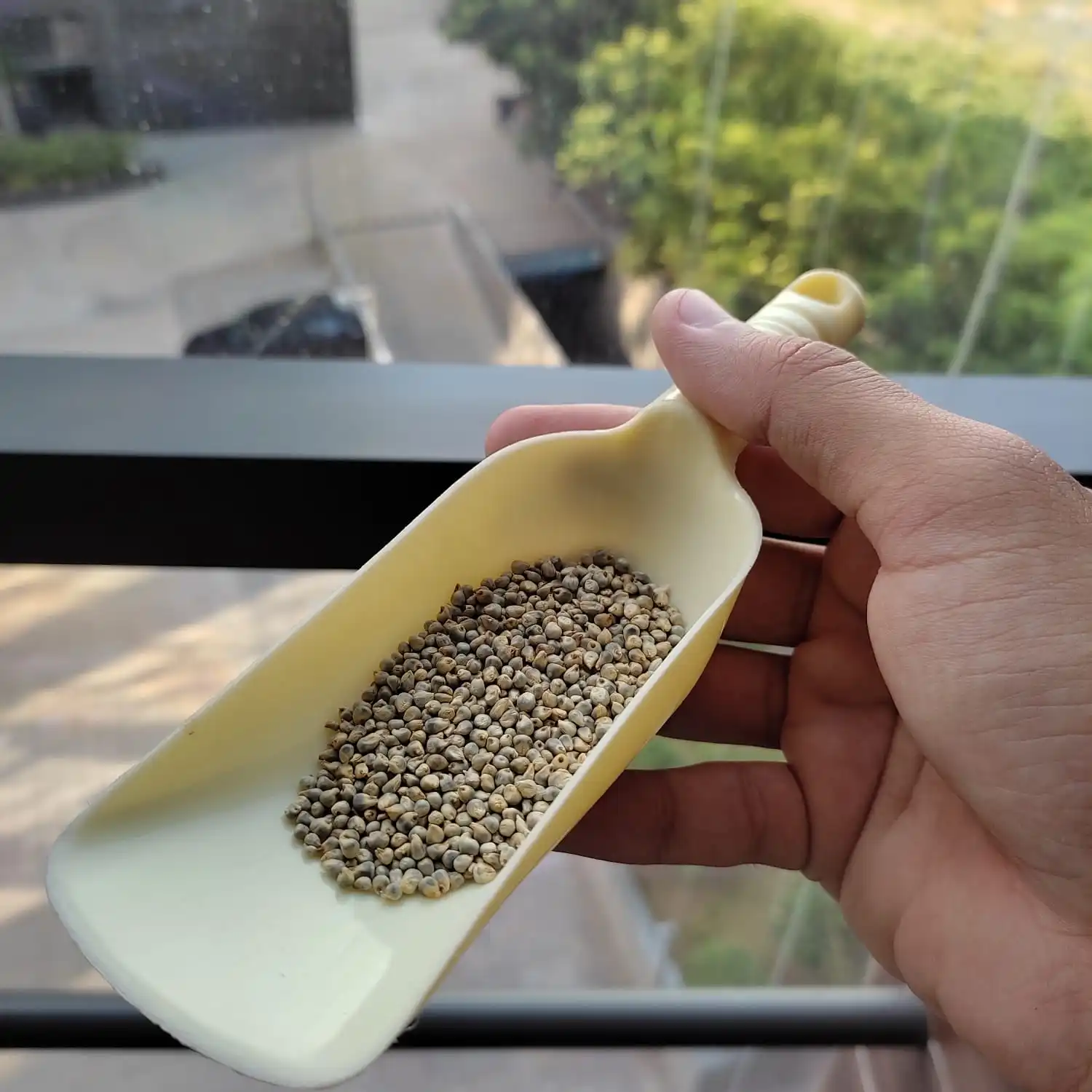 Green Millet Bajra  (+91 6352 599489)