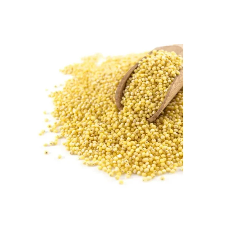 Wholesale Agriculture Products White Millet Dried Hulled Organic Yellow Millet