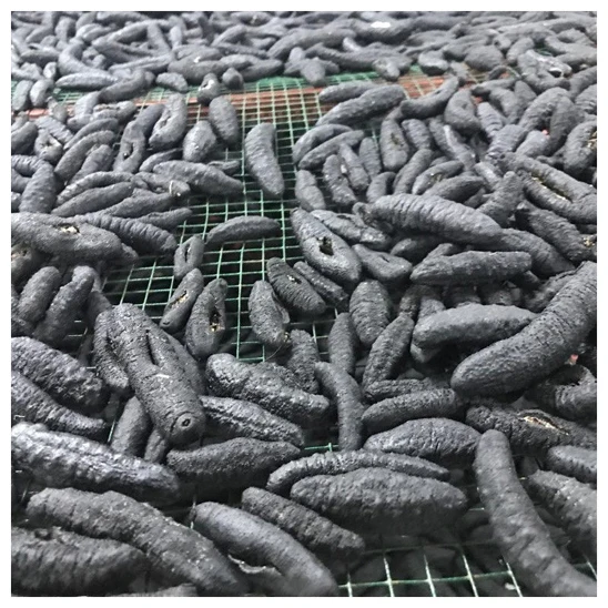 Dried Sea Cucumber / Dry Sea Cucumber