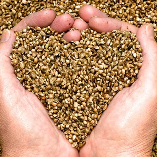 Market Price For Sale Bulk Conventional hemp seeds.