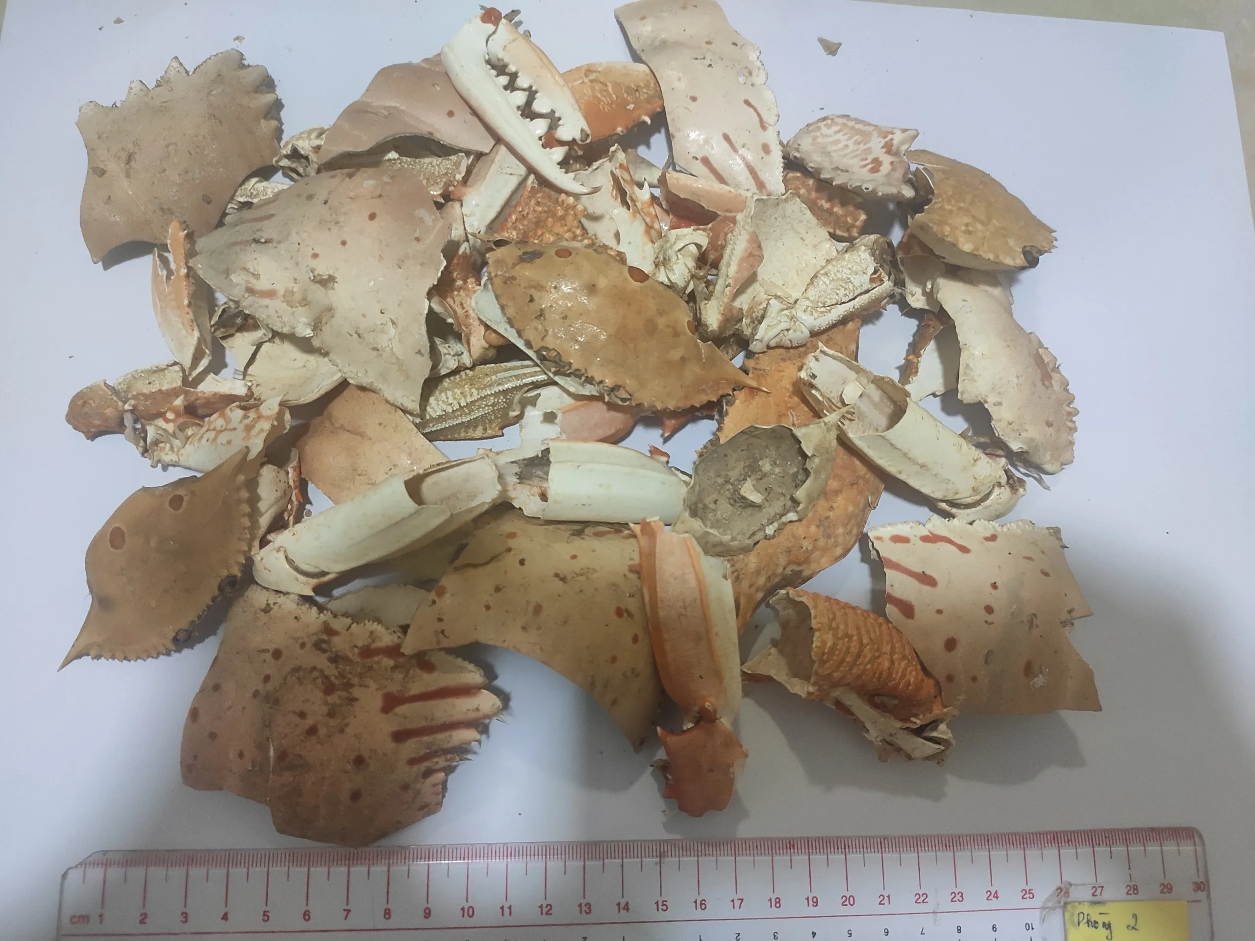 DRIED RAW MATERIAL WHOLESALE CRAB SHELL/ SHRIMP SHELL TO MAKE CHITIN CHITOSAN FOOD GRADE FROM VIET NAM
