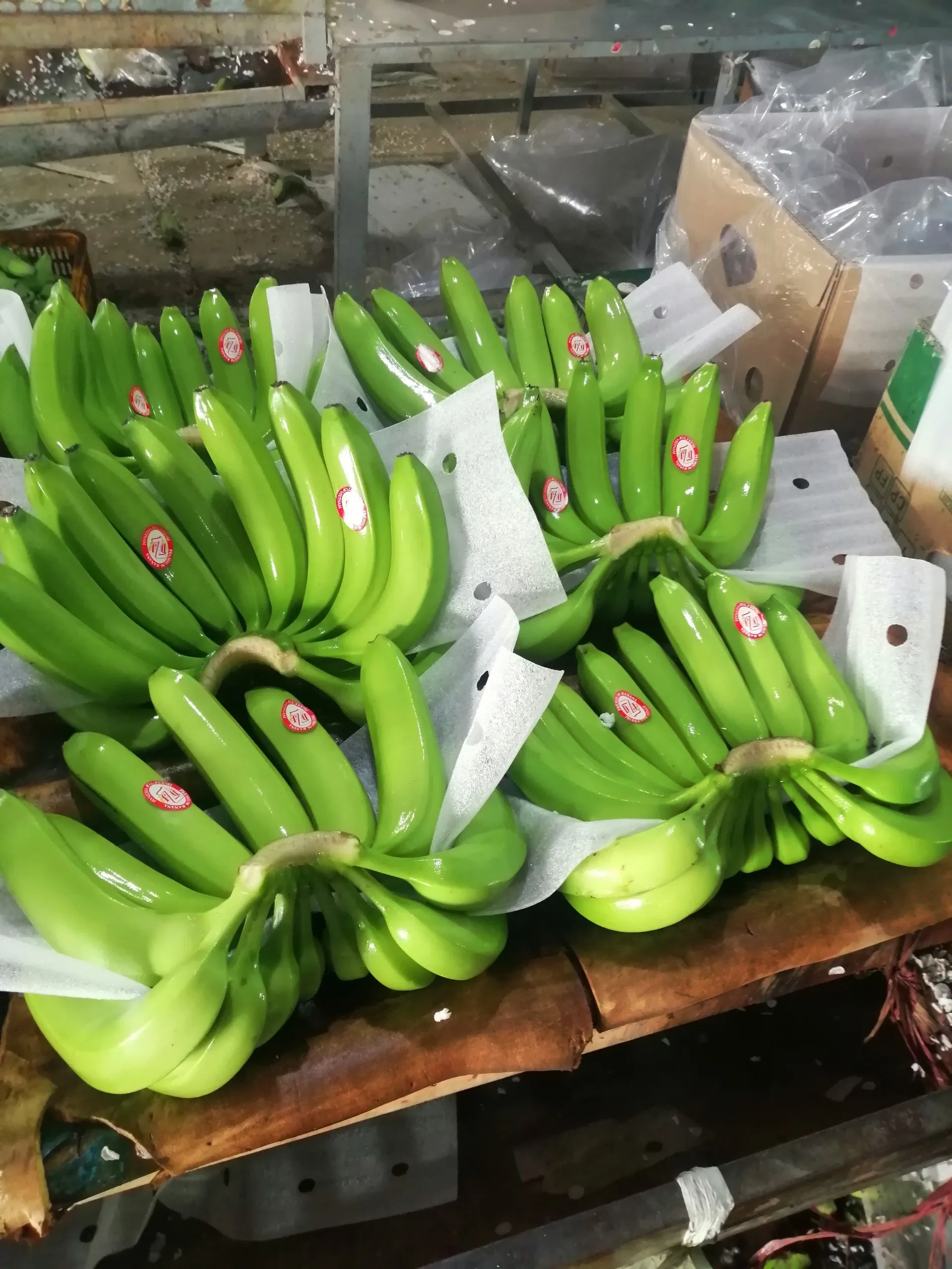 Лучший продукт вьетнамские бананы высокого качества для
