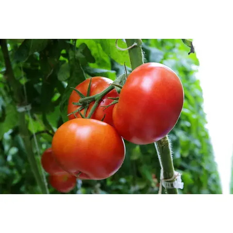 Farm Fresh Tomatoes best price