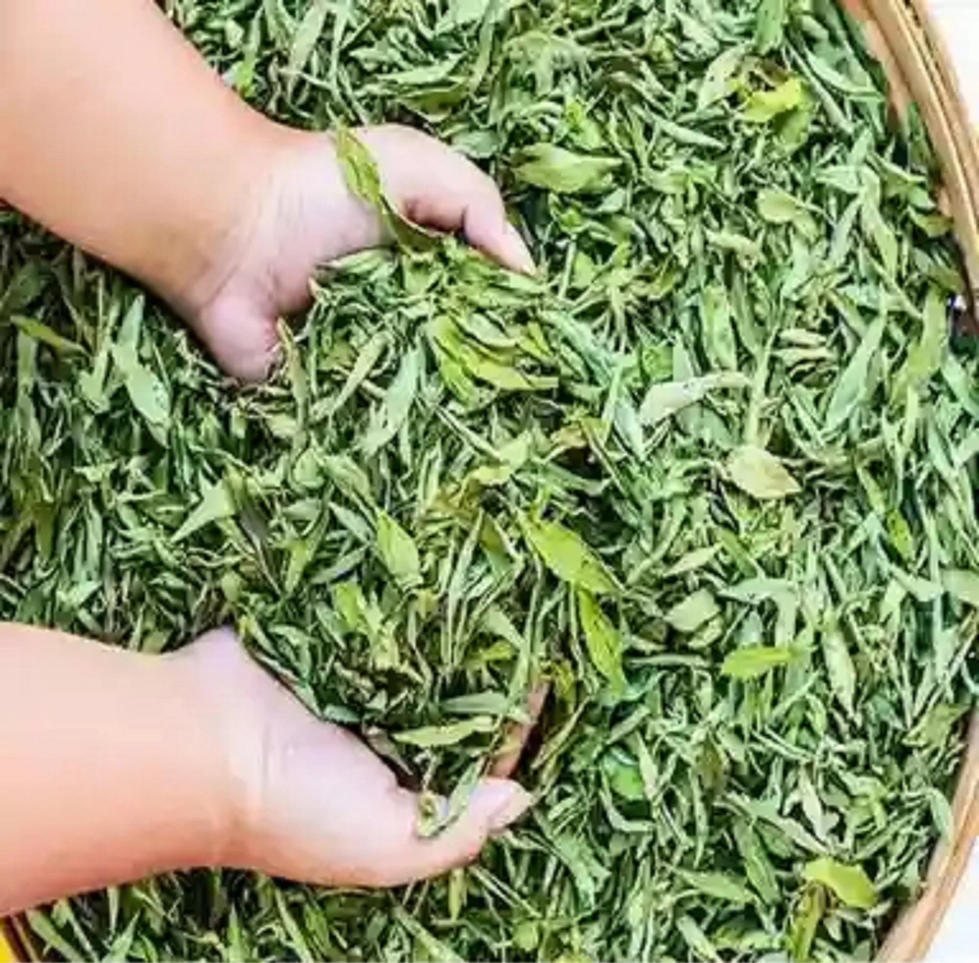 Factory Supply Bulk Health Organic Pure Loose Sweet Stevia Dry Leaf Natural Herbal Dried Stevia Leaves for Tea Extract