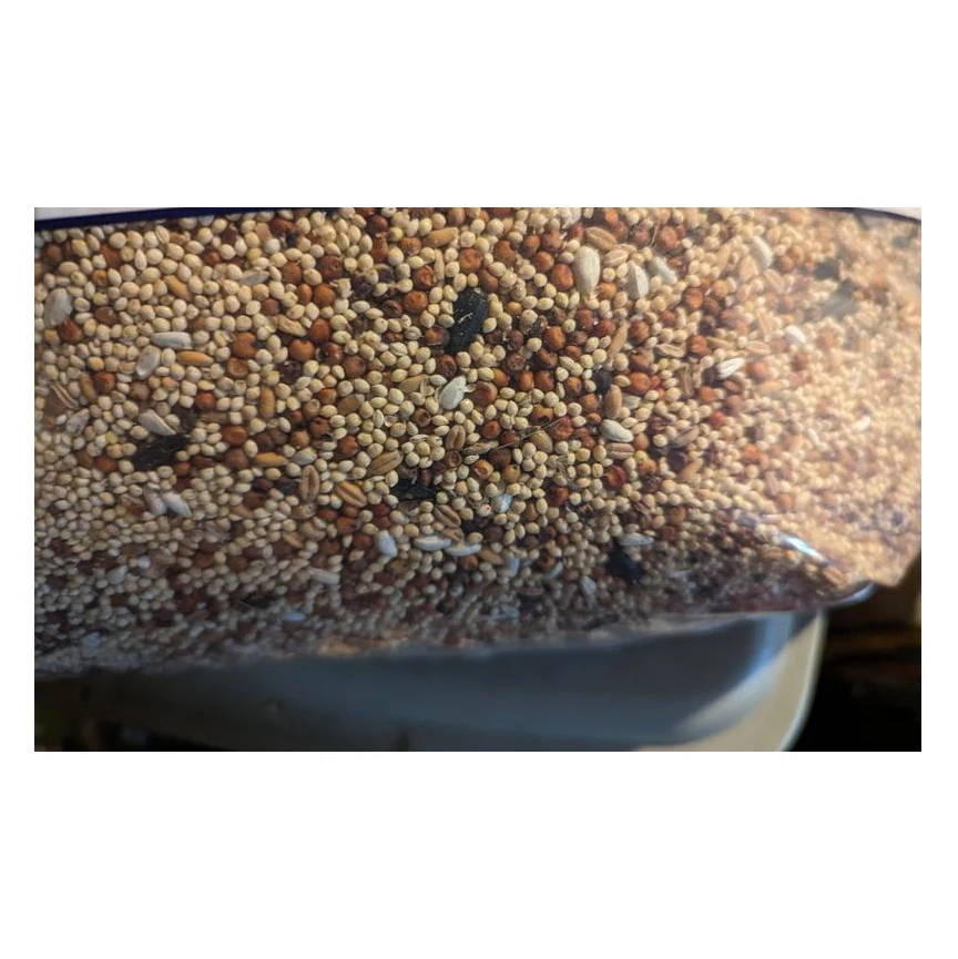 Hot selling canary seed canary bird seed for bird food white perilla seed