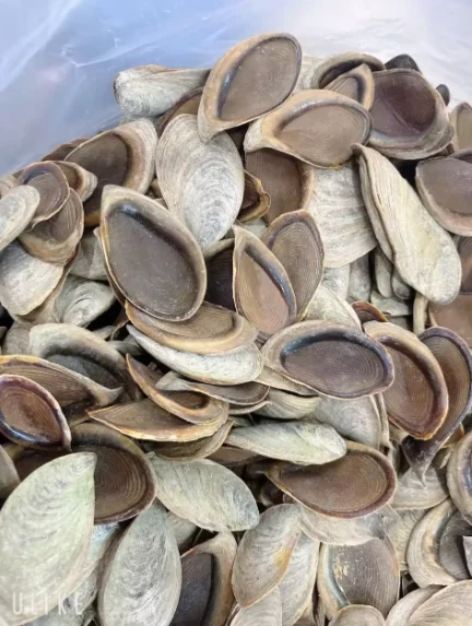 Cheap Natural Clean Up Material Seashell Filtration Oyster Shell