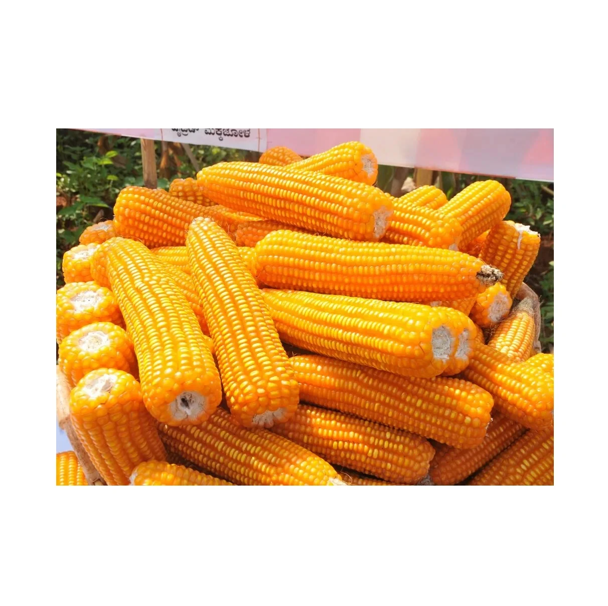 Premium White Corn Hot Sale for Human & Animal Feed Dried & Sweet Frozen Yellow & Red Corns