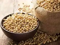 Wholesale Best Quality 50kg Bag Sprouting and Food Grade Dry Yellow Soybean Seed Non Gmo Soybeans
