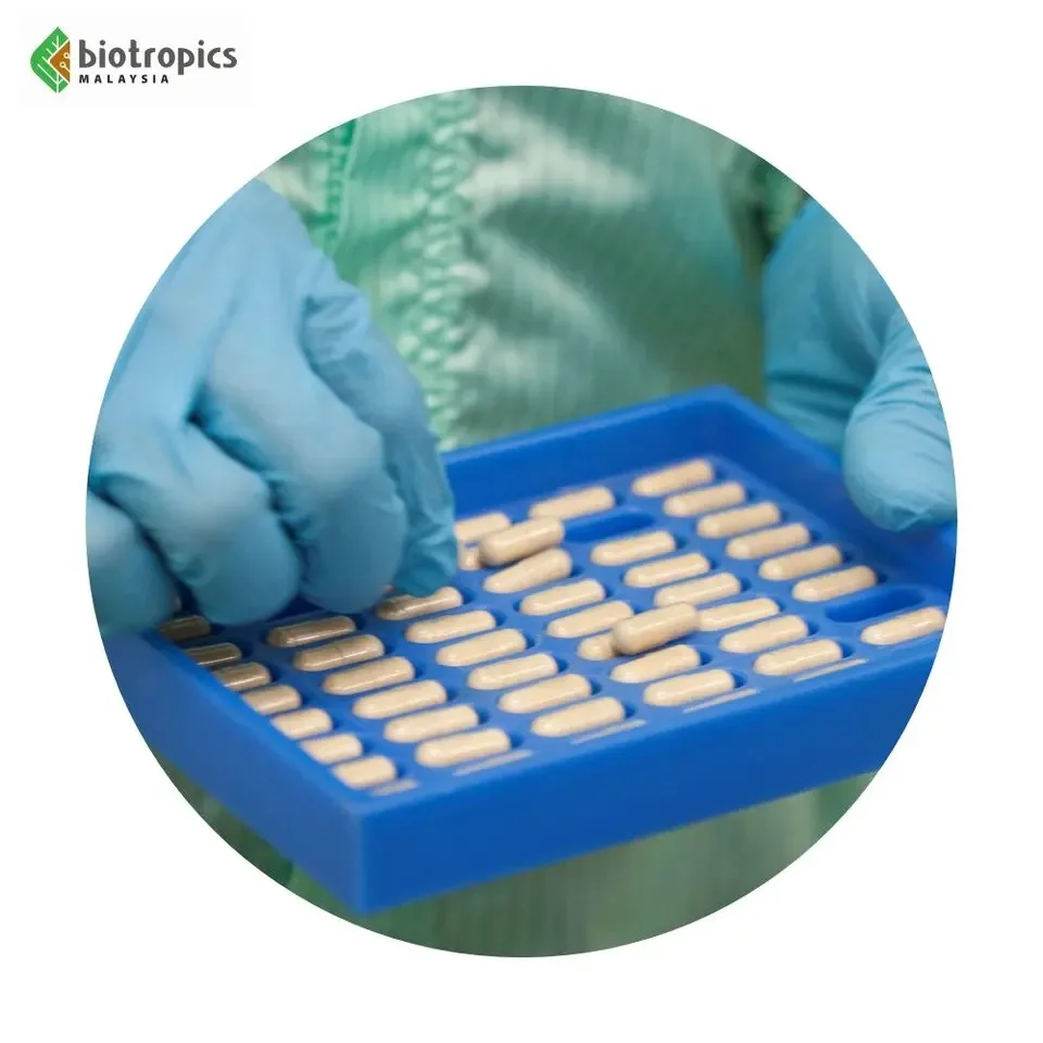 Best Seller Tongkat Ali Extract Capsule Helps to Improve Blood Circulation Halal Certified Muslim Friendly