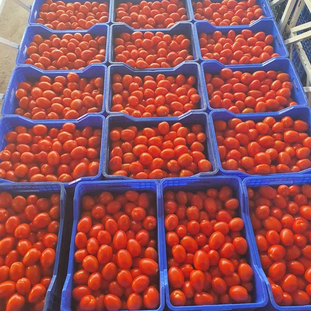 fresh sweet Thai red tomatoes for sale red style packaging seeds red hybrid tomato seed new year  crop