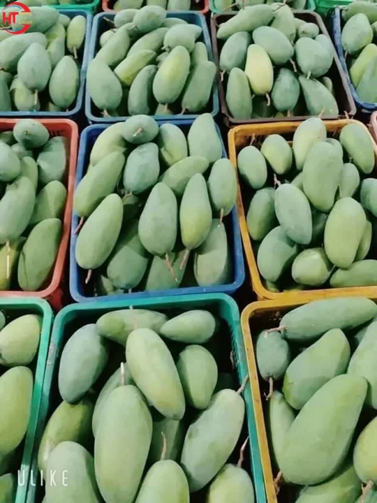 Export Quality Organic Crop Cultivation Oval Shape Green Fresh Fruit Unripe Maturity Taiwanese Mango With Natural Sour Taste