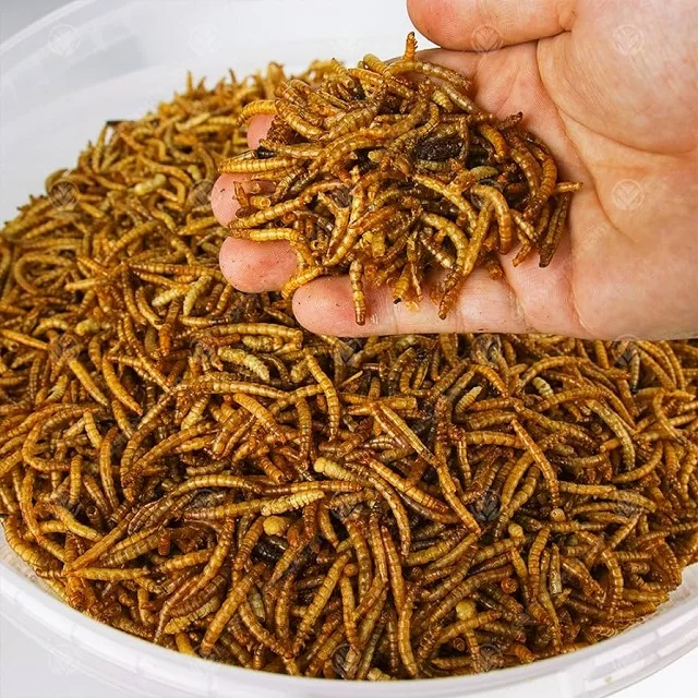 Wholesale High Quality Yellow Dried Edible Mealworms,Dried Mealworm Powder