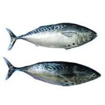 Bulk Bonito Fish for Sale - Ideal for Restaurants and Sushi Bars