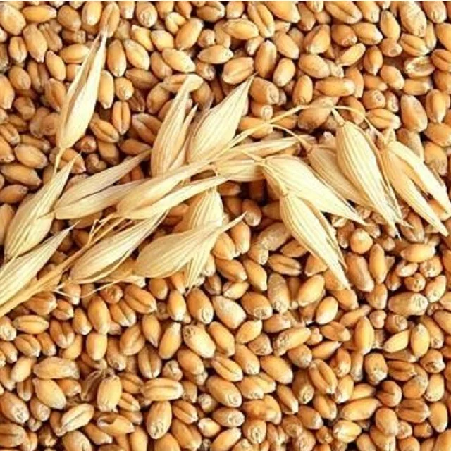 Wheat Grain14.jpg
